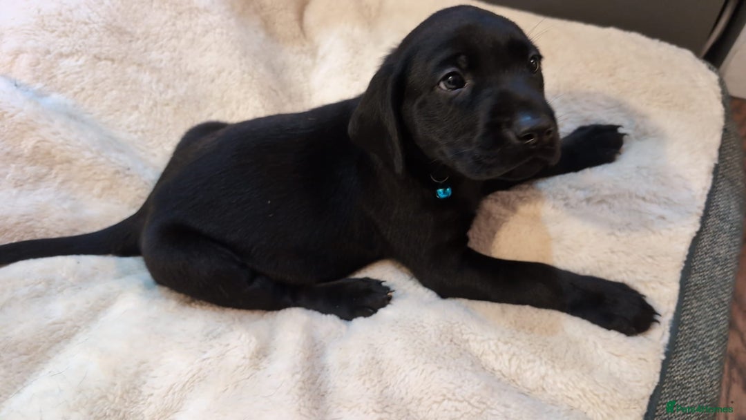 Labrador Retriever dogs for sale: Fully Health Tested Outstanding KC Reg Puppies - Advert 7
