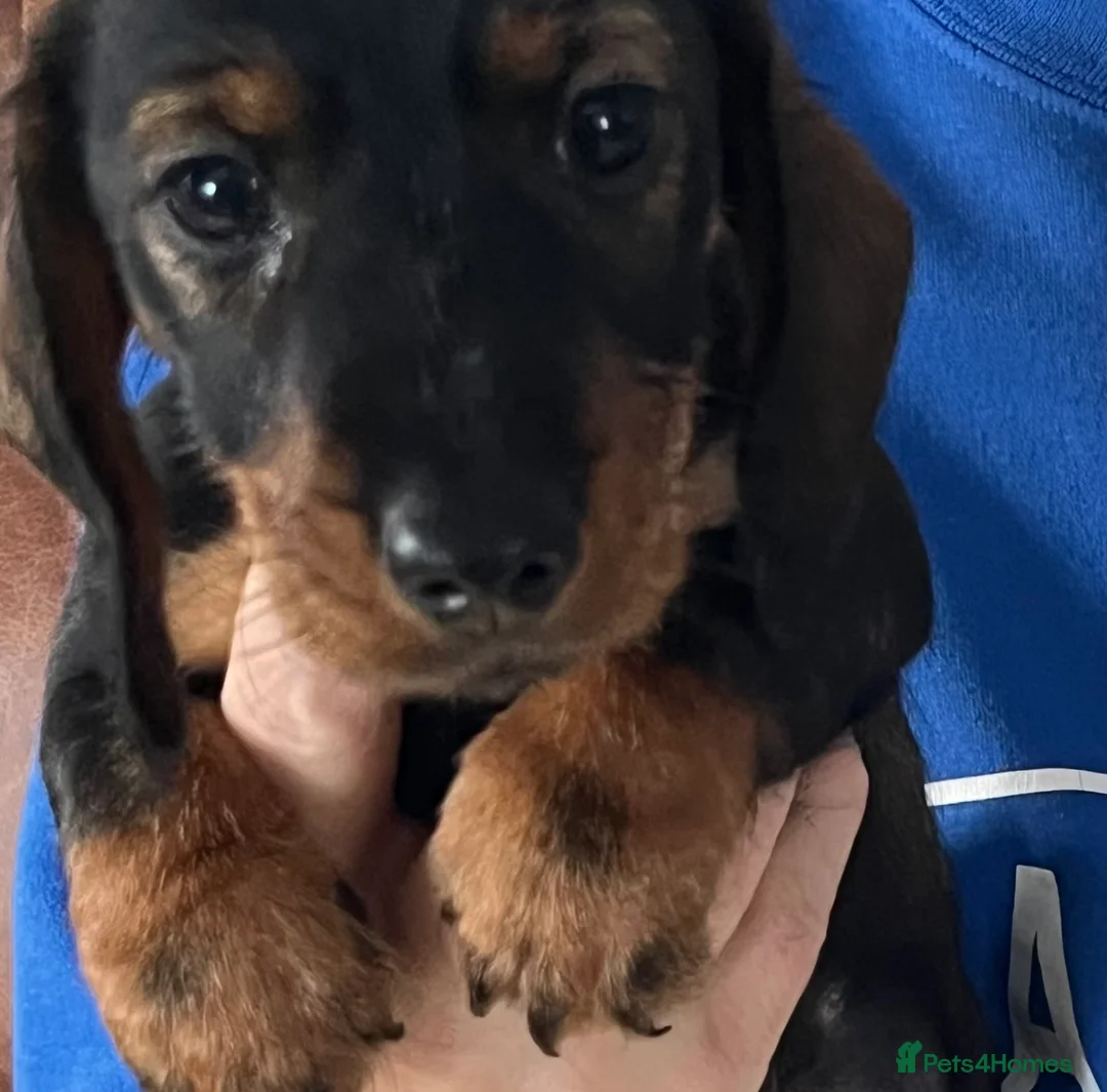 Miniature Dachshund dogs for sale: Miniature Wire/smooth (Dachshund)Pin wire in coat - Advert 6