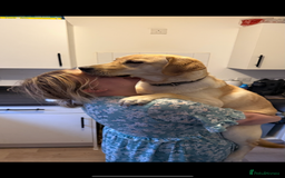 Labrador Retriever dogs for sale: 🐾Much-Loved Golden Labrador, 1 Year Old🐾 - Image 2