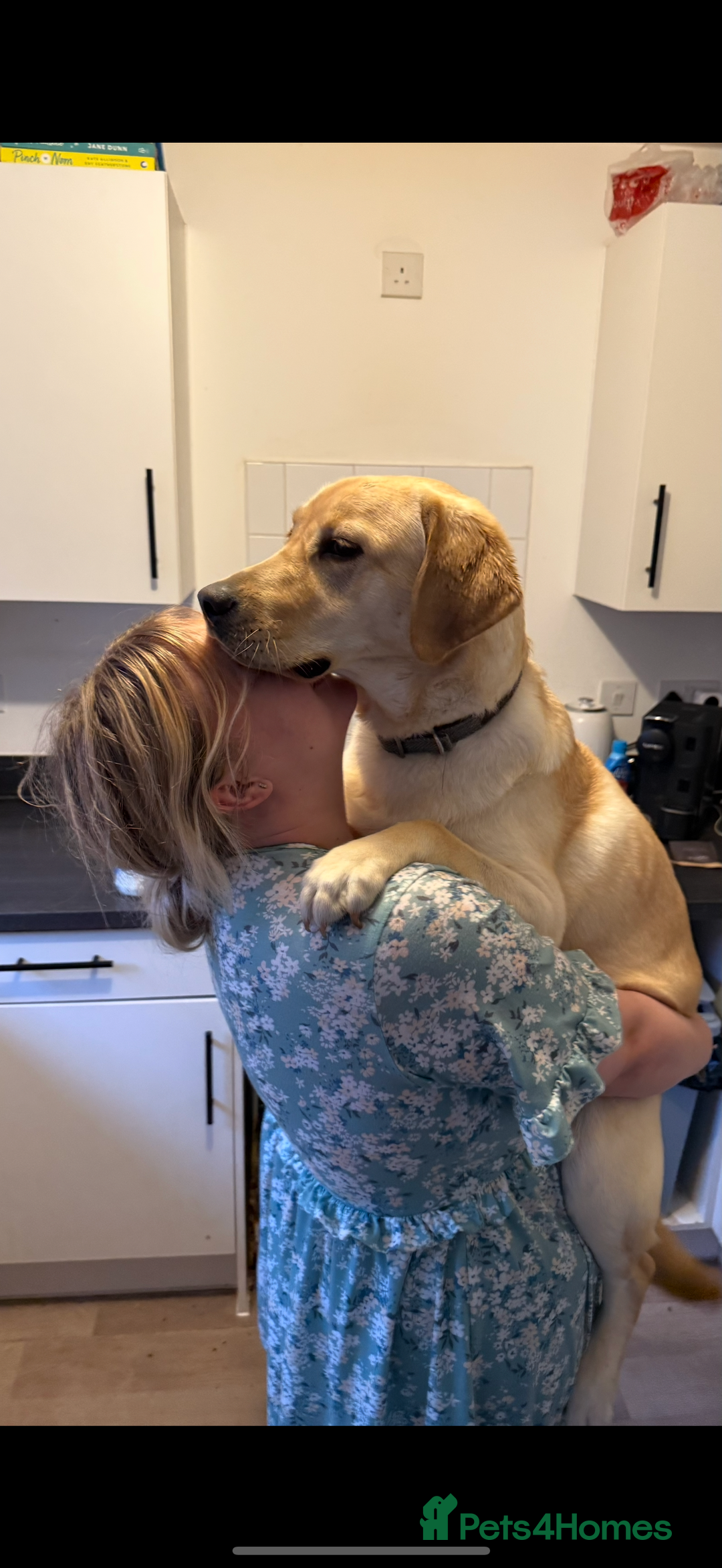 Labrador Retriever dogs for sale: 🐾Much-Loved Golden Labrador, 1 Year Old🐾 - Image 2