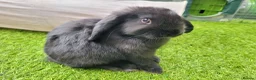 Mini Lop rabbits for sale: Beautiful Mini Lop Mix Rabbits - READY THURSDAY  - Advert 26