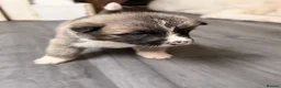 Akita dogs for sale: American Akita Puppies - Advert 31