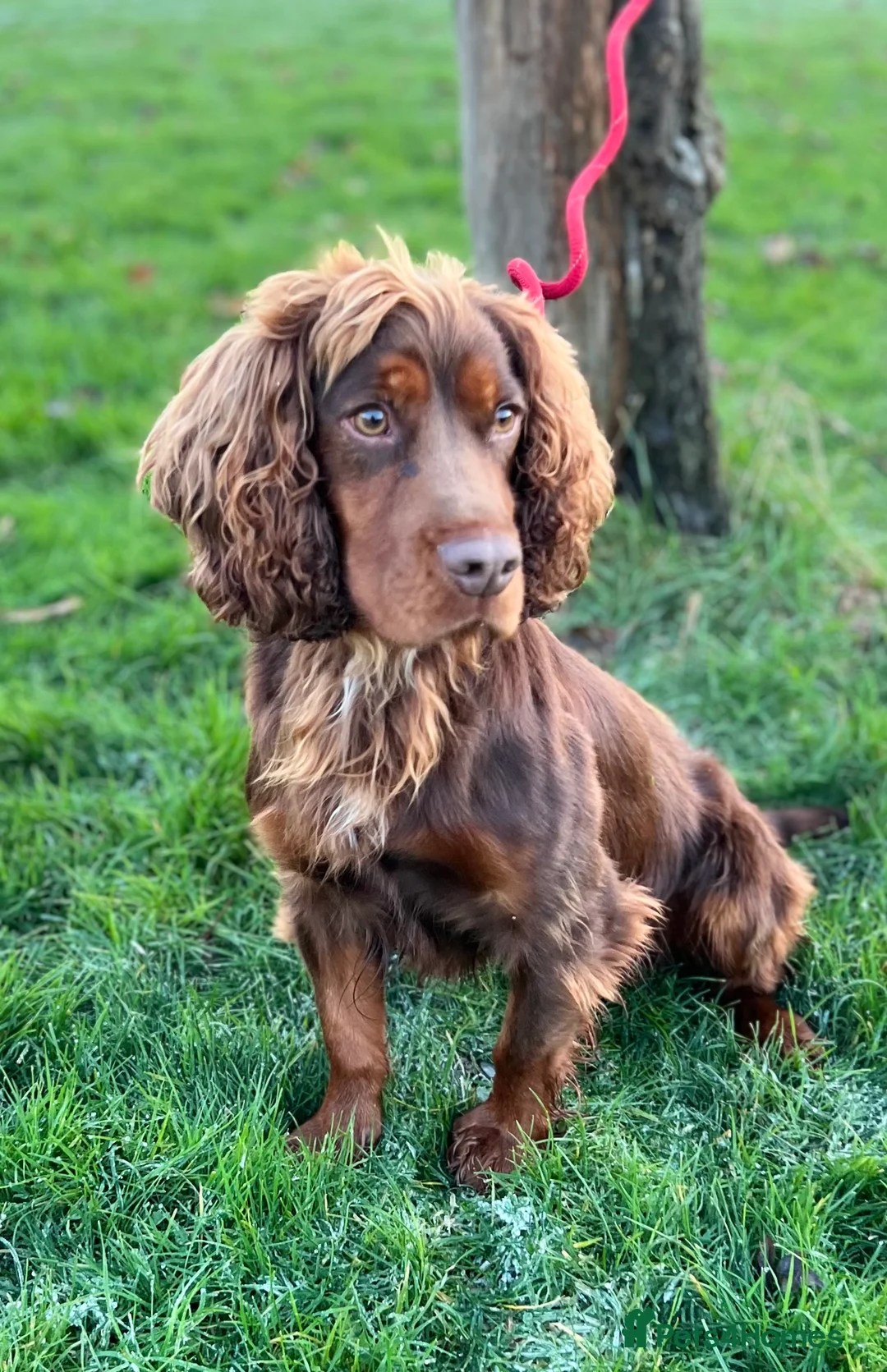 Cocker Spaniel dogs for stud: FTCH bred KC proven working cocker spaniel in Middlewich - Advert 3