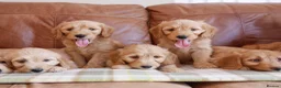 Goldendoodle dogs for sale: Quality Health Tested Miniature Goldendoodles - Advert 10