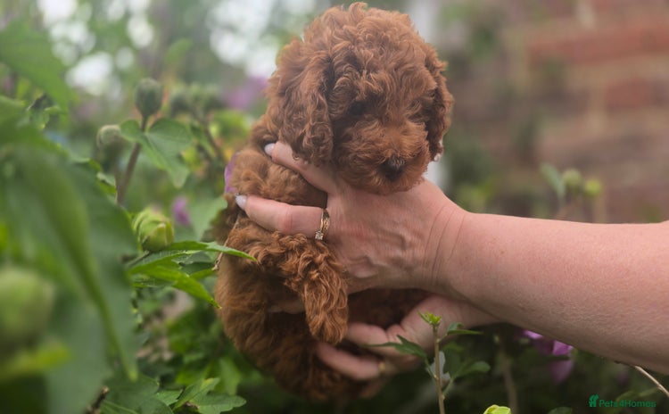 Toy Poodle dogs - Advert 8