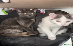 Mixed Breed cats for sale: Two beautiful kittens ready for a new home  - Image 1
