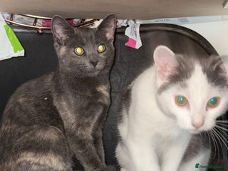 Mixed Breed cats for sale - Advert 1