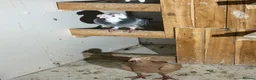 Pigeons birds for sale: Different pigeons for sale  - Advert 2