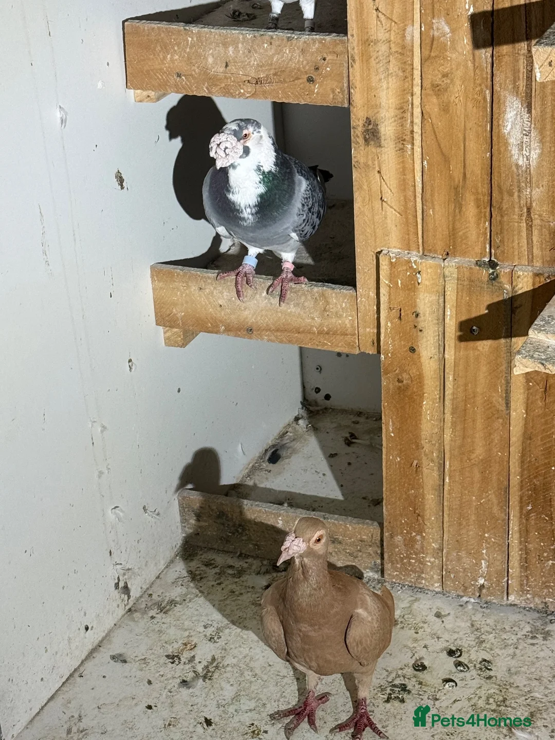 Pigeons birds for sale: Different pigeons for sale  - Advert 2