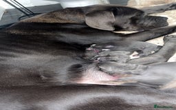 Cane Corso dogs for sale: Abkc registered cane corso pups - Image 6