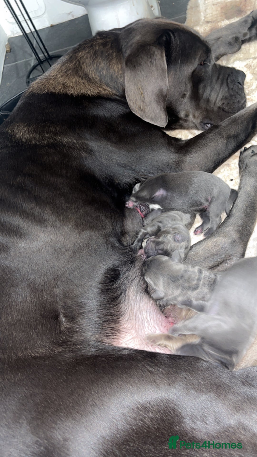 Cane Corso dogs for sale: Abkc registered cane corso pups - Image 6
