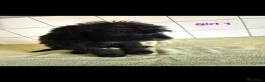 Girl puppy 3