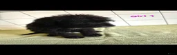 Mixed Breed dogs for sale: Deerhound Greyhound Collie/ Bedlington  in Shrewsbury - Advert 6
