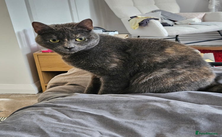 British Shorthair cats - Advert 13