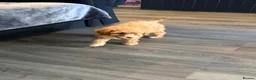 Mixed Breed dogs for sale: Toy/ miniature poodle  - Advert 4