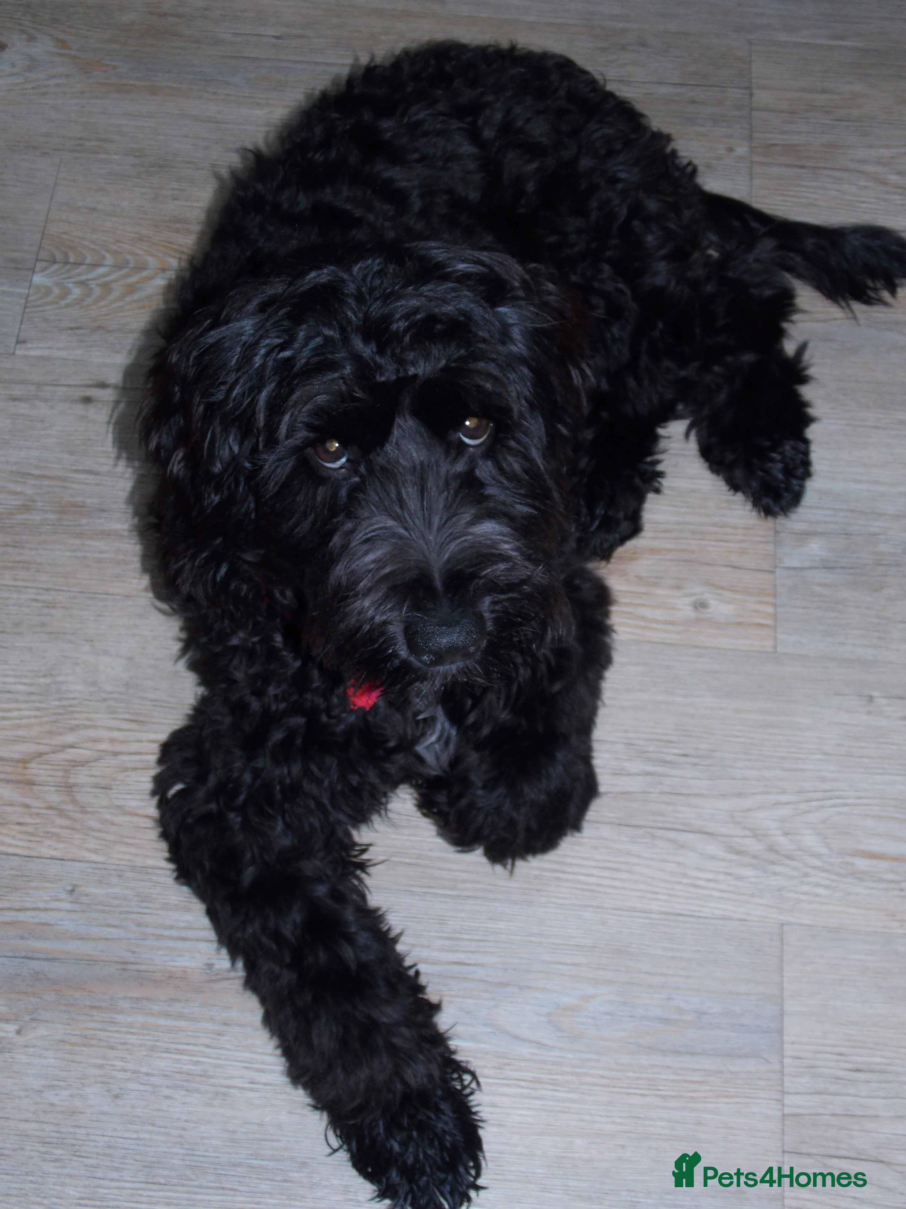 Cockapoo dogs Lovely 10 month old Black Cockerpoo  - Advert 3