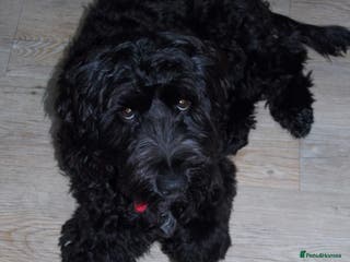 Cockapoo dogs Lovely 10 month old Black Cockerpoo - Advert 1