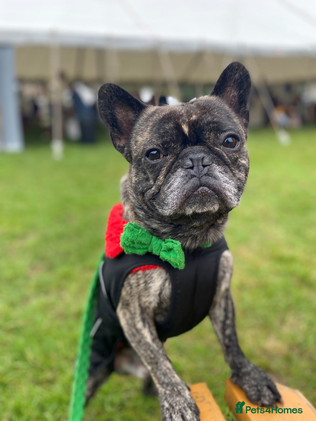 French Bulldog dogs for stud: STUD - Sebastian beautiful boy available for STUD - Advert 4