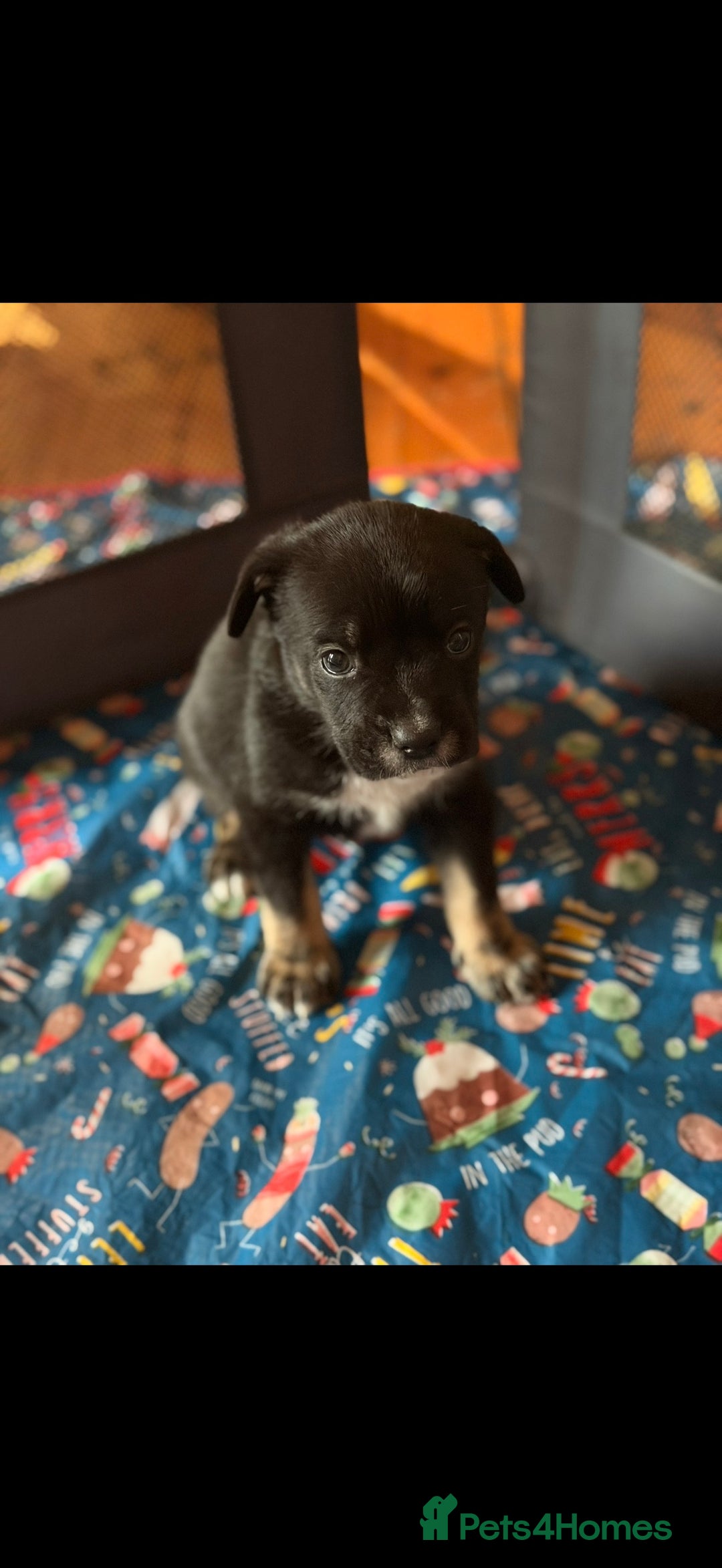 Mixed Breed dogs for sale: French Bulldog/German Shep Beautiful Pups Rare - Advert 4