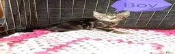 Bengal cats for sale: Bengal Cross kittens  - Advert 12