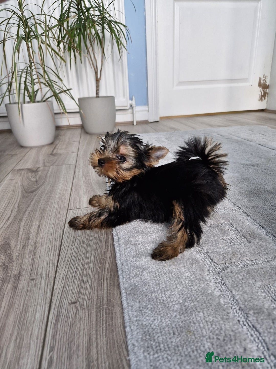 Yorkshire Terrier dogs for sale: Two Amazing Boys!!! in Halesowen - Image 24