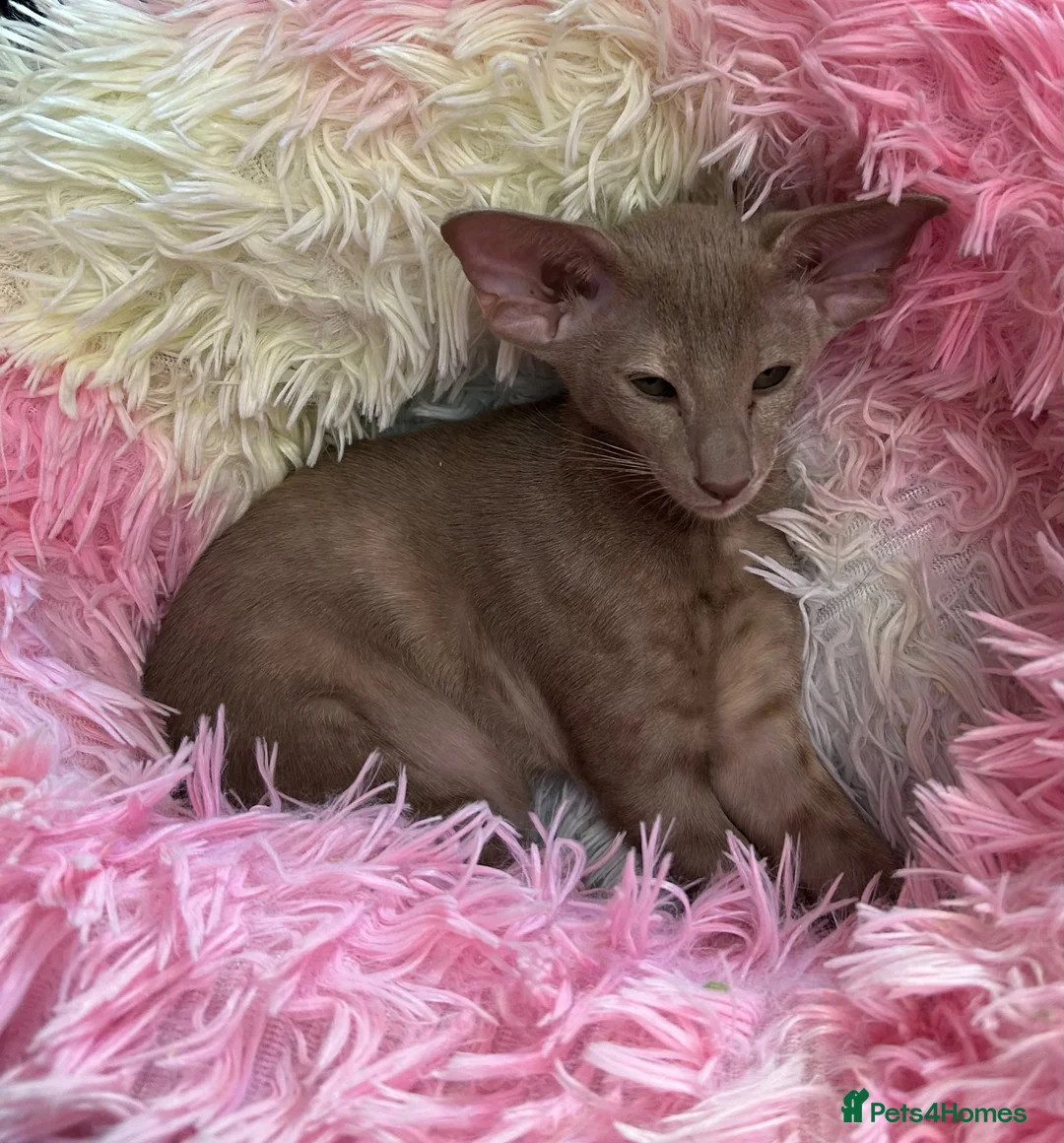 Oriental cats for sale: Stunning GCCF Oriental Caramel Tortie Female - Advert 2