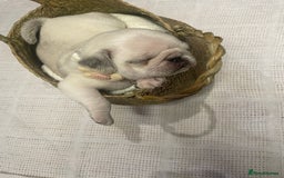 Pug dogs for stud: KC reg silver pug for stud  in Wolverhampton - Image 20