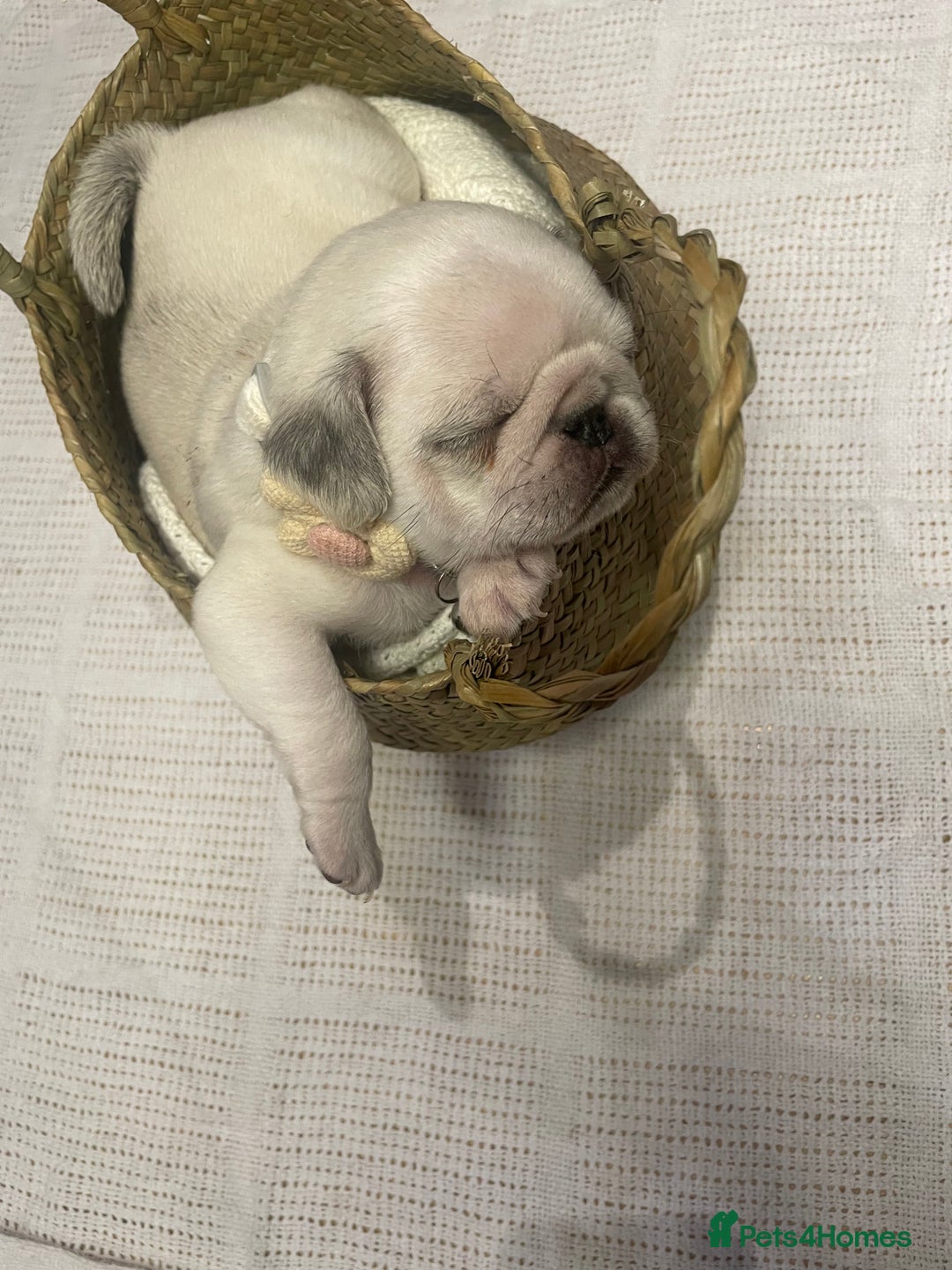 Pug dogs for stud: KC reg silver pug for stud  in Wolverhampton - Image 20