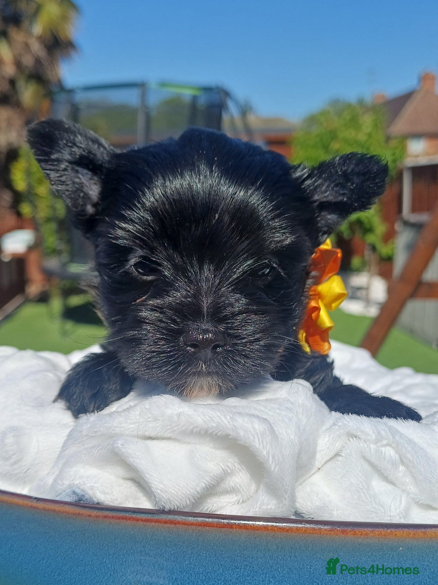 Yorkshire Terrier dogs Beautiful Rare Black Mini Yorkshirein Brentford - Advert 4