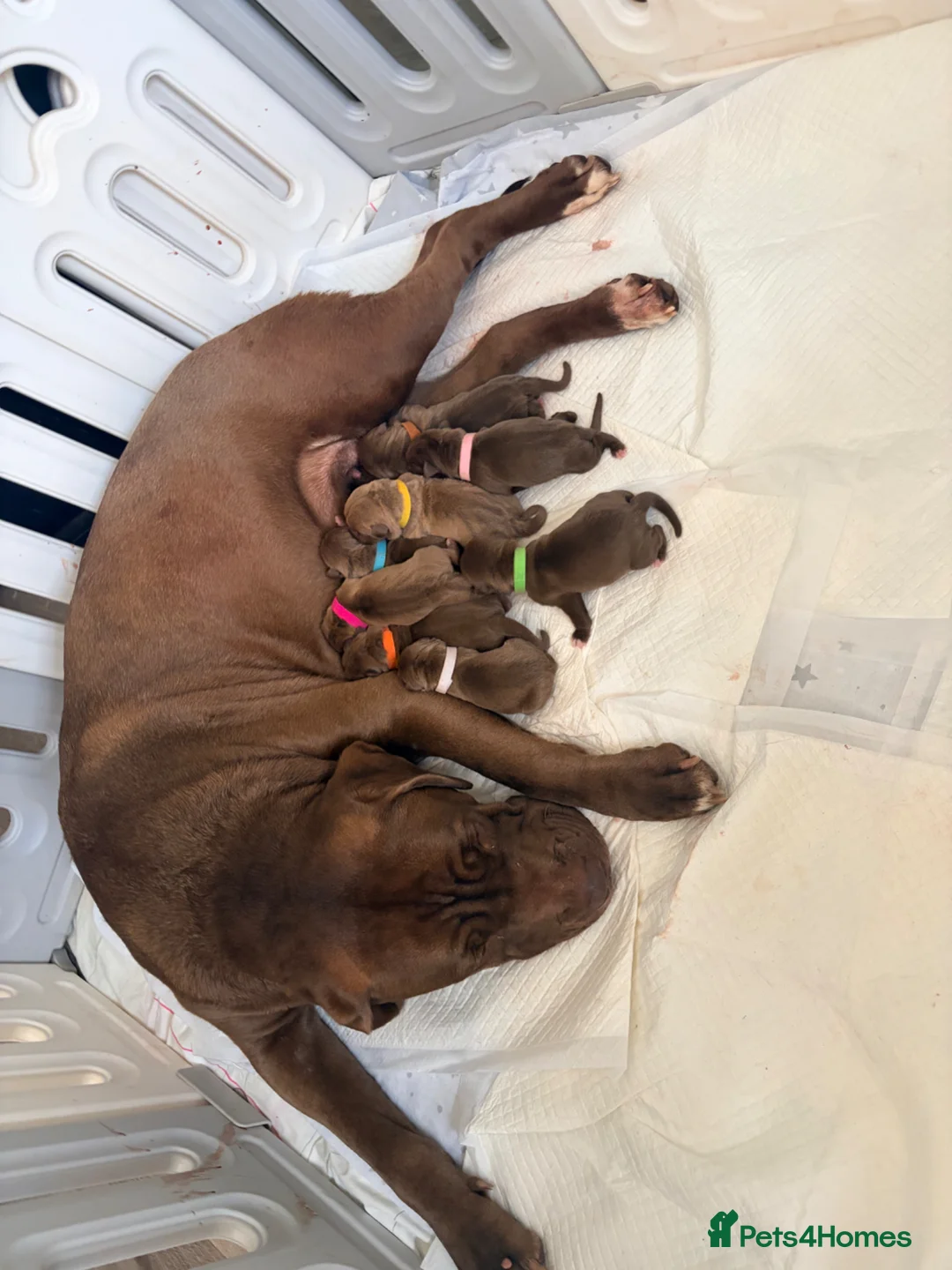 Mixed Breed dogs for sale: Presa cross dogue de Bordeaux  - Advert 2
