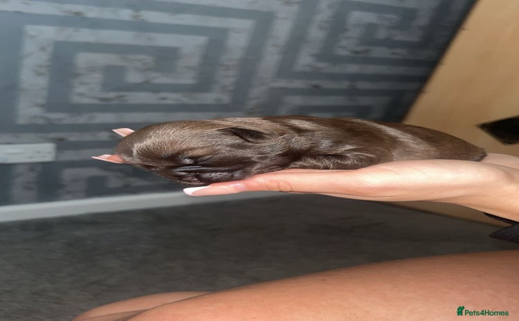 Shih Tzu dogs - Advert 3