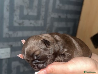 Shih Tzu dogs Shitzu - Advert 1