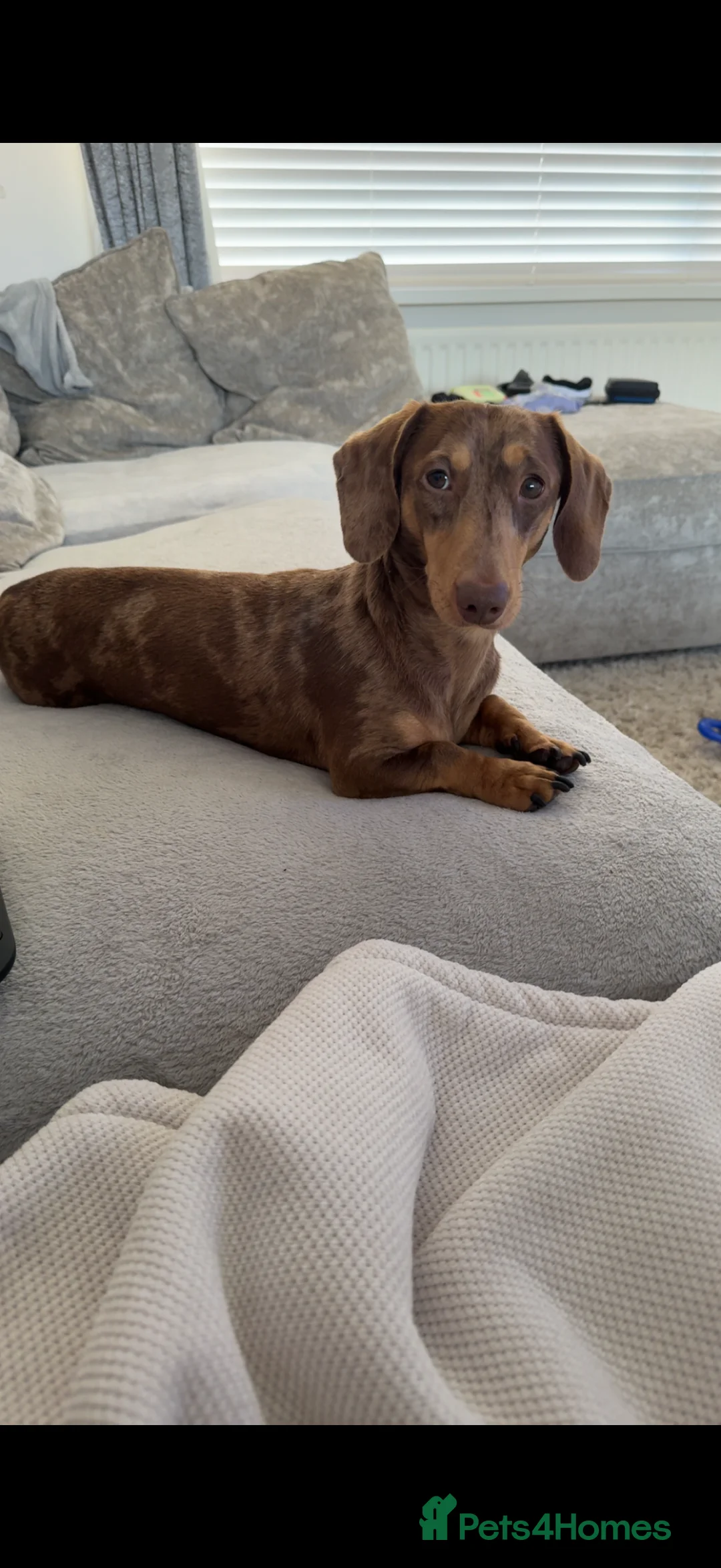 Miniature Dachshund dogs for sale: Chester the miniature dachshund  - Advert 1