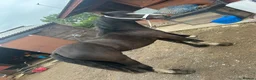 Other Breed horses for sale: Lucky  in Accrington - Advert 4