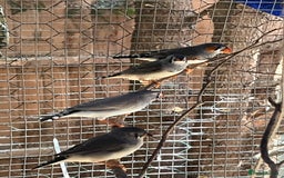 Finches birds for sale: Beautiful zebra finches for sale  - Image 6