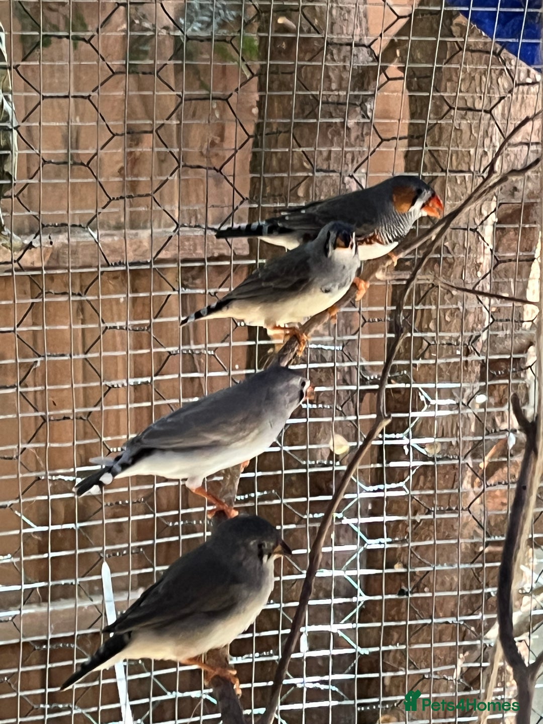 Finches birds for sale: Beautiful zebra finches for sale  - Image 6