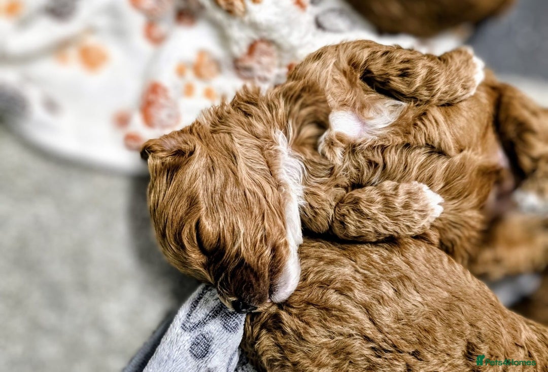 Cockapoo dogs for sale: GENUINE F1B COCKAPOO PUPPIES  - Image 23