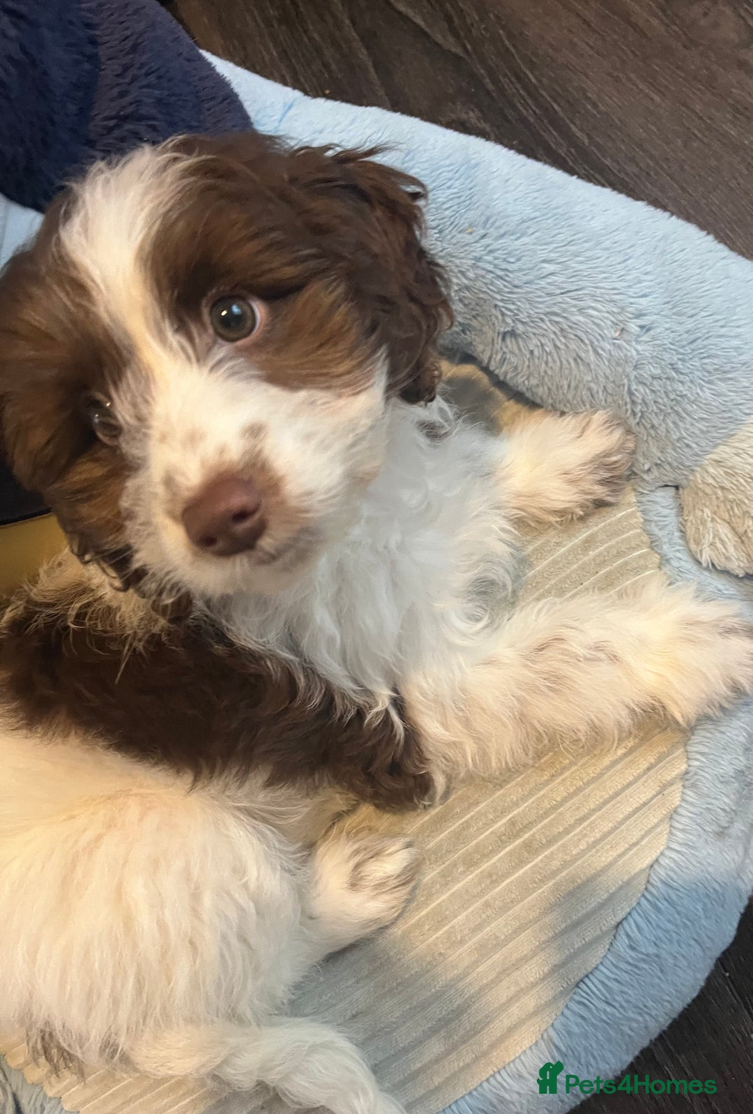 Cockapoo dogs for sale: 11 week old, Female Cockapoo puppy for rehoming - Advert 15