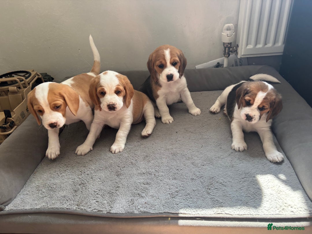 Beagle dogs for sale: 2 stunning Beagle Puppies, ready now in Sidcup - Image 12