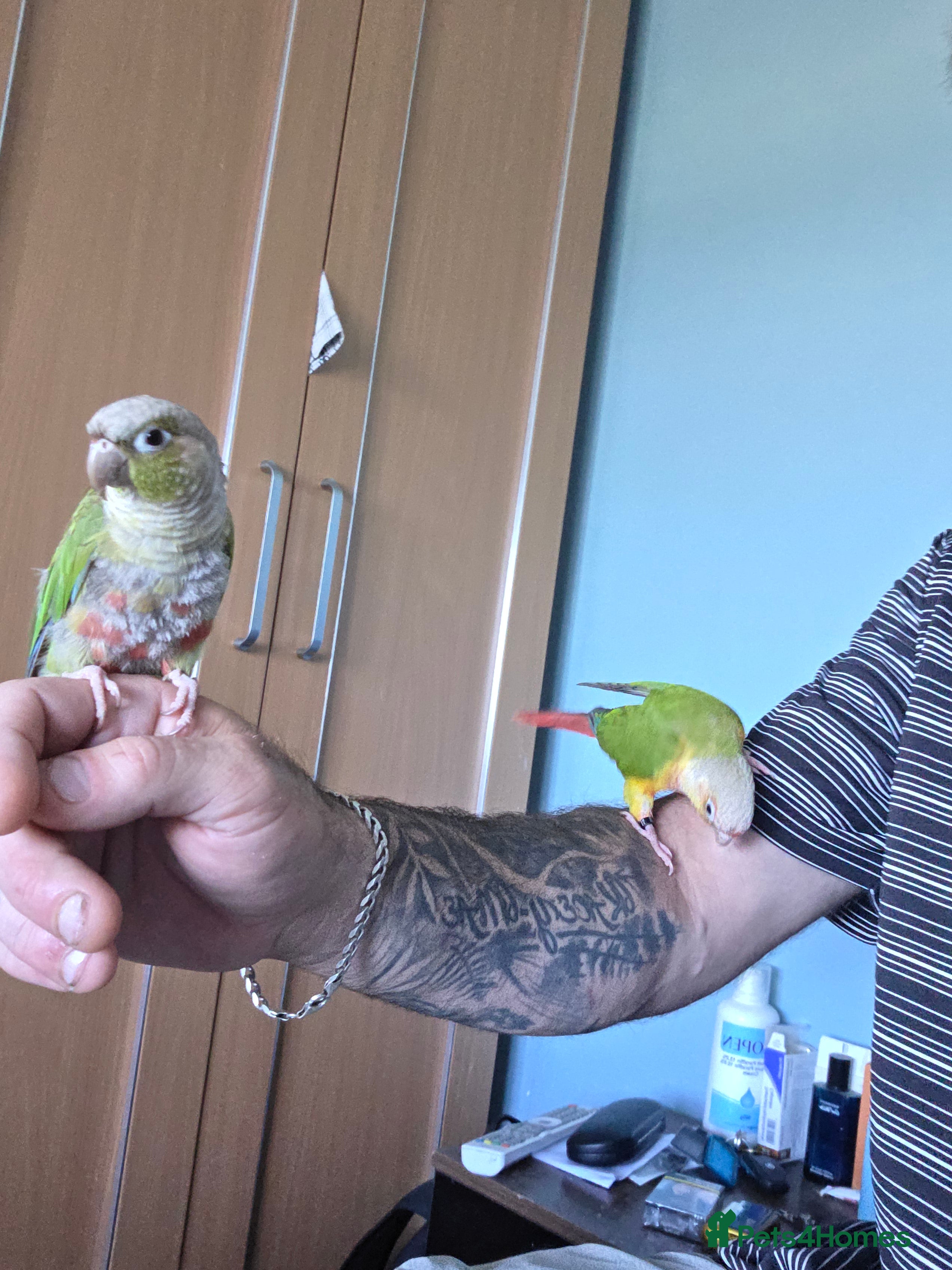 Conures birds Pair of pinapple conures with cage  - Advert 2
