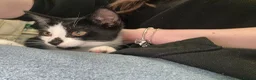 Mixed Breed cats for sale: Kitten for sale - Advert 4