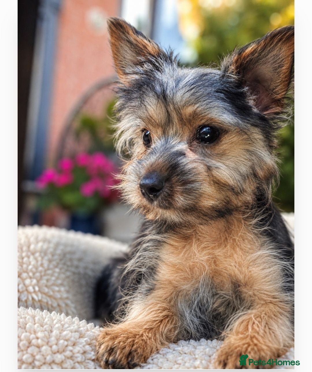 Yorkshire Terrier dogs Little popys  - Advert 1