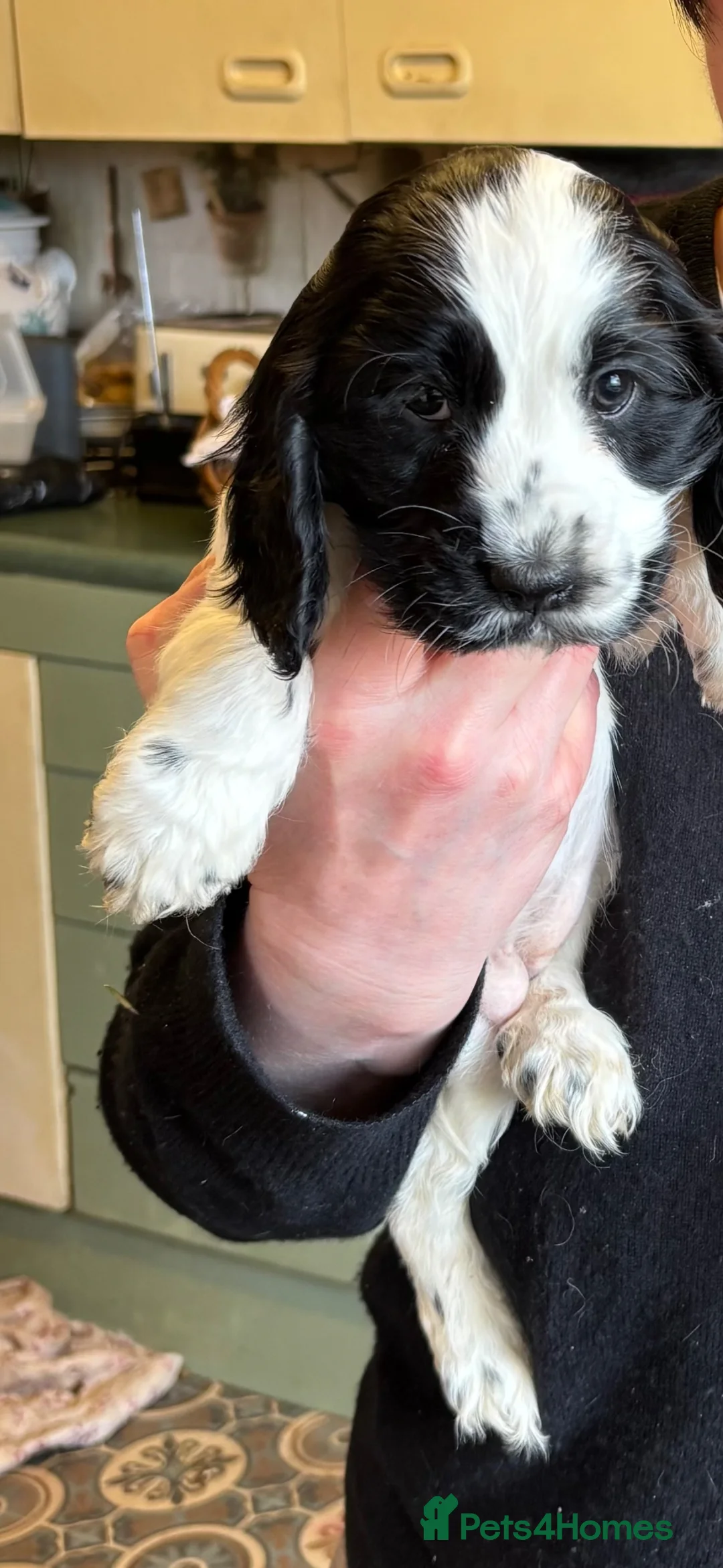 Cocker Spaniel dogs for sale: Show Cocker Spaniel Pups - Advert 17