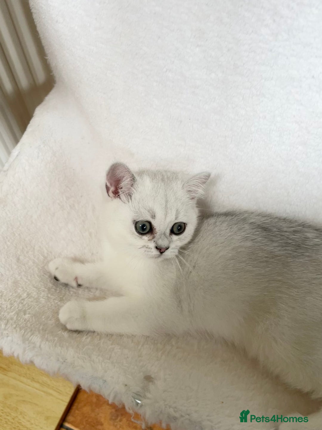 British Shorthair cats for sale: BSH BLACK TIPPED KITTENS GCCF REGISTERED  - Image 4