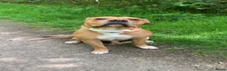 Mixed Breed dogs for sale: Reggie, 9 month old male  - Advert 3