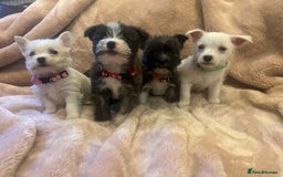 Mixed Breed dogs for sale: Westie x jack russels  - Image 1