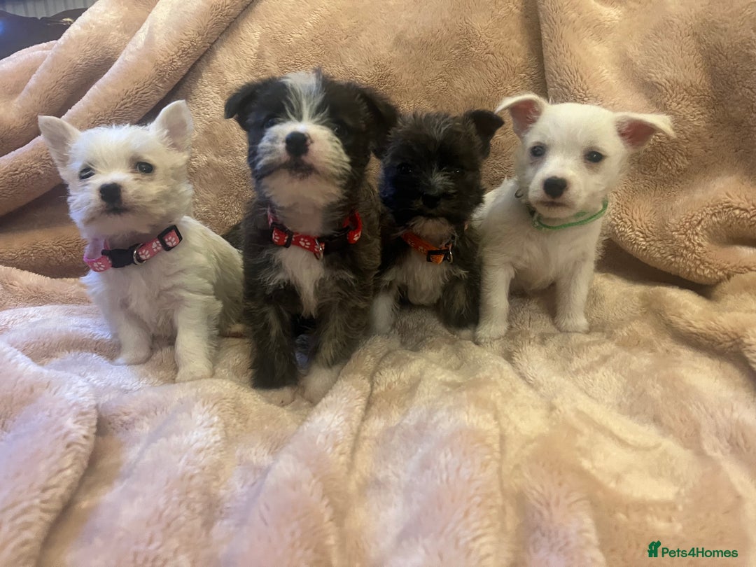 Mixed Breed dogs for sale: Westie x jack russels  - Image 1