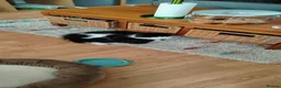 Ojos Azules cats for sale: Little guy in Maidstone - Advert 2