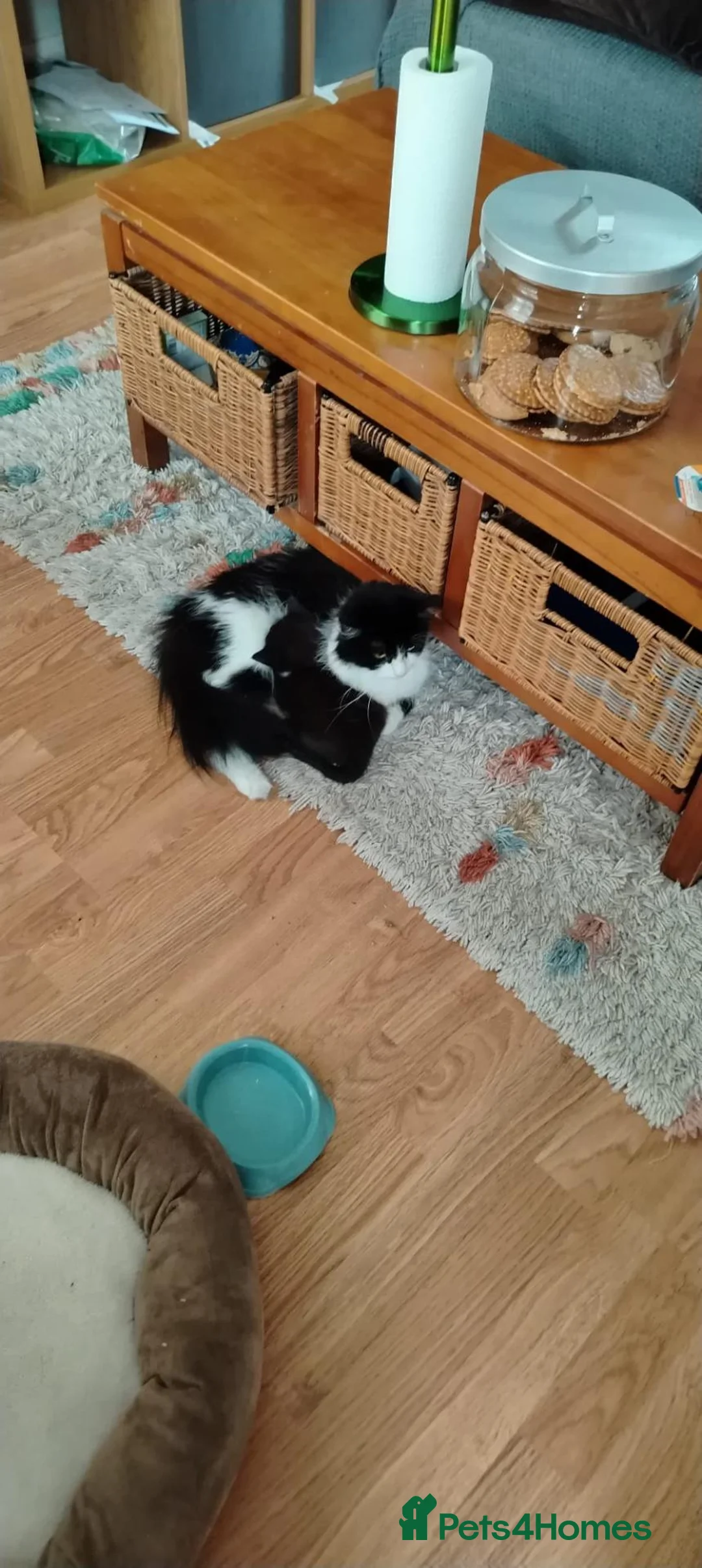 Ojos Azules cats for sale: Little guy in Maidstone - Advert 2