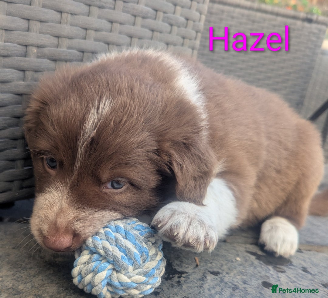 Border Collie dogs for sale: Red and white border collie/Sheepdog Pups - Image 13